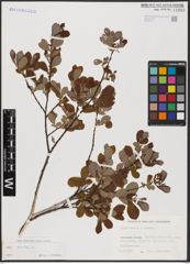 Foto von Salix aurita L.